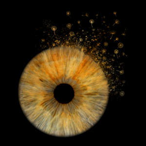 special brown iris photography special brown iris photography