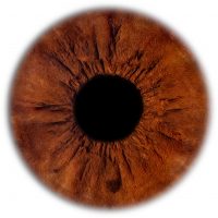 Close-up iris photography revealing unique eye patterns and natural colours