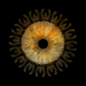 macro iris photography macro iris photography