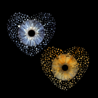 iris eye photography in mk iris eye photography in mk