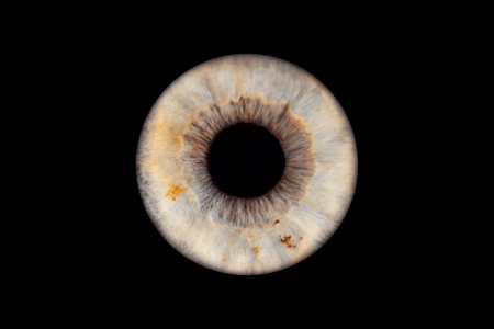 grey blue iris photo at mihai gonguta photo studio grey blue iris photo