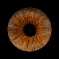 iris photography in milton keynes, iris print , iris photos iris photography in milton keynes, iris print , iris photos