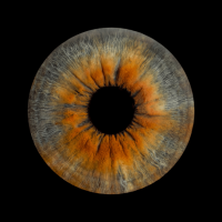 iris photography, iris print , iris photos iris photography, iris print , iris photos