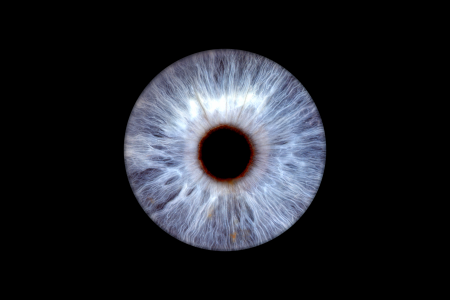 blue iris photography blue iris photography