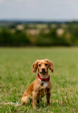 Labrador Retriever dog photography session in Northamptonshire, natural light studio portrait