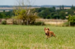 Dog jumping outdoor action photography Milton Keynes professional pet photographer