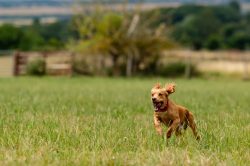Winter Dog Photography | Outdoor Pet Portraits Milton Keynes