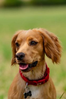 Baby with dog professional portrait session Milton Keynes pet photography