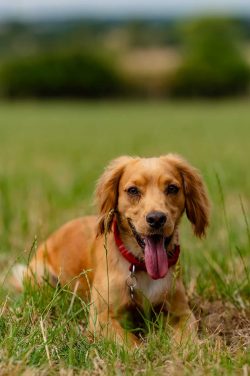 Baby & Dog Portrait | Pet Photography Milton Keynes