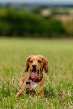 Golden Retriever Puppy Portrait | Dog Photography Milton Keynes