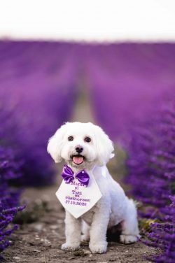 dog photographed in natural outdoor light during a dog portrait session in Buckinghamshire.