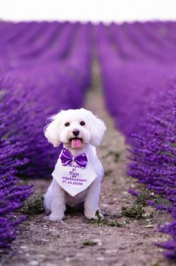 Dog Photography | Buckinghamshire Pet Portraits