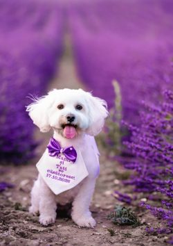 Autumn Dog Photography | Outdoor Pet Portraits Buckinghamshire