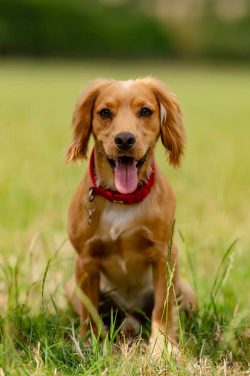 Golden Retriever puppy portrait session by professional dog photographer in Milton Keynes