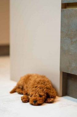 Heartfelt family and dog portrait session β professional photography available in studio or outdoors across Milton Keynes.