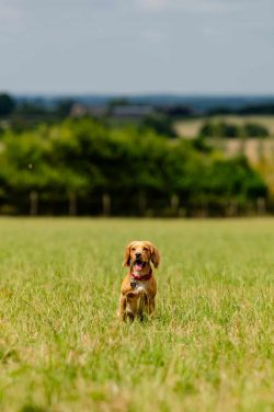 Labrador Retriever dog photography session in Northamptonshire, natural light studio portrait
