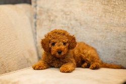 Tender baby and dog portrait session β professional pet and family photography in Milton Keynes.