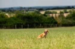 French Bulldog professional pet photography session Milton Keynes Buckinghamshire