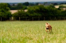 Dog Bluebell Photography | Spring Outdoor Portraits Northamptonshire