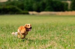 Dog in bluebells woodland outdoor photography Northamptonshire spring