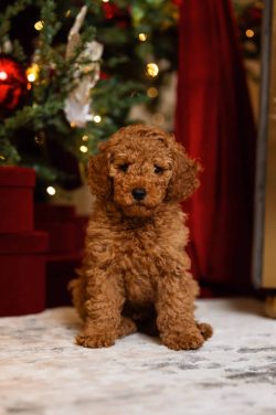 Spring bluebell woodland dog photography β stunning outdoor pet portraits in Northamptonshire.